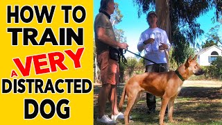 How to TRAIN a Distracted DOG using REWARDS and CORRECTIONS