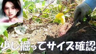 さつま芋の部分収穫と保存