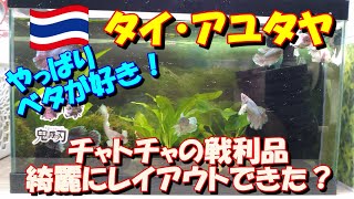 【ベタ飼育 104】チャトチャック市場の戦利品、水草を入れ替えてベタ君たちの住環境を整えてみました( *´艸｀)