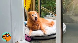 17-year-old Golden Retriever Still Acts Like Mama’s Baby Boy | Cuddle Buddies