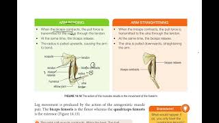 14.3 MOVEMENT AND LOCOMOTION (PART 1)