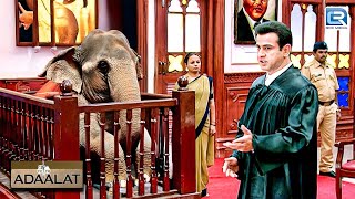 हाथी की हेरा-फेरी: एक अनोखा अपराध आया KD Pathak के पास | अदालत | Adaalat | Full Episode HD