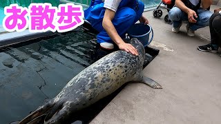 赤ちゃんアザラシ、飼育員と一緒にお散歩【29日齢】