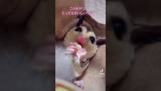 お気に入りなおやつは慎重に食べる派なモモンガ😋#フクロモモンガ  #フクモモ  #sugarglider  #みゅうふぁみりー