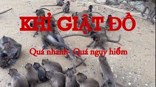 Khu Di Tích Lịch Sử Rừng Sác Cần Giờ | Đảo Khỉ