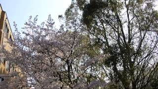 プール学院の桜　　　　2014 04 08 14 53 48