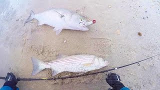 Egg Float Bass on Peanuts and Blues on Pencils. Jersey Surf Fishing!