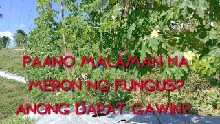 PAANO MALAMAN NA INFESTED NA NG FUNGUS ANG ATING AMPALAYA? ANONG DAPAT GAWIN? BEGINNER'S GUIDE