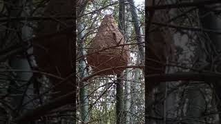 കടന്നൽ കൂട് #wasp nest #തേനീച്ച #honey