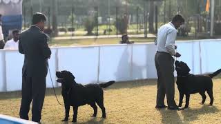 Calcutta Canine Club Dog Show , December 2024