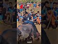 nad झुंज निगडे मैदान shetkari रेडाझुंज bull viralshorts video reels