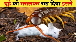 कनखजूरा इतना खतरनाक क्यों होता है | Why Centipede Attack Is So Dangerous | Kankhajura Kaisa Hota Hai