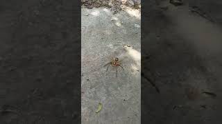 Spider video #shorts  #trending #insects  #video #spider