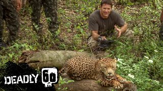 Up Close And Personal With A Jaguar! | Deadly 60 | BBC Earth Kids