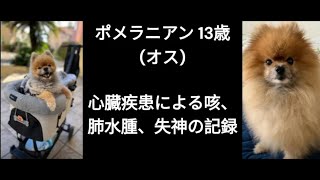 【犬の心臓病】ポメラニアン 13歳 心臓病 (咳/失神/肺水腫)の記録 2024年1月