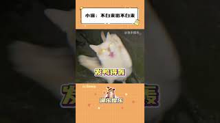 小猫：不白来嗷不白来，送你了#猫猫#老鼠#猫咪#坏猫#娱乐#shorts