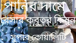 স্বপন ভাই  পানির দামে রেসার কবুতর কিনুন সুপার কোয়ালিটি #০১৮৩১৪৮২৮০০