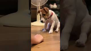 子犬のジャックラッセルテリアのさくらのしつけ。小さい頃、お姉ちゃん伏せを教わってます。Puppy Jack Russell Terrier Sakura. #Shorts