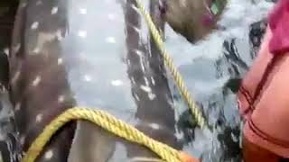 Biggest big fish catch in ponnani kerala India