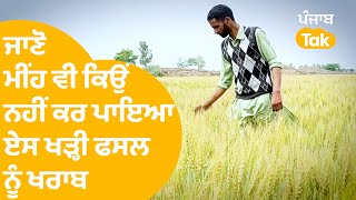 Faridkot 'ਚ ਏਸ ਕਿਸਾਨ ਦੀ ਫਸਲ ਨੂੰ ਮੀਂਹ ਵੀ ਨਾ ਕਰ ਪਾਇਆ ਖਰਾਬ, ਜਾਣੋ ਕੀ ਹੈ ਖਾਸ || Punjab Tak