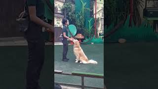 Men's best friend 🐶 狗狗轉圈圈