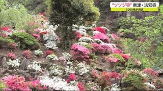 唐津市北波多の法安寺で約3000株のツツジが見頃【佐賀県】 (21/04/15 18:56)