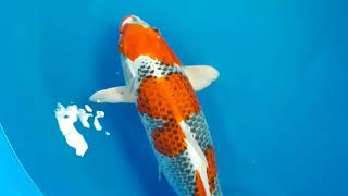 ปลาคาร์พสายพันธุ์ Kujaku Kaneko1 ขนาด 52  ซม.-The Exclusive Koi farm