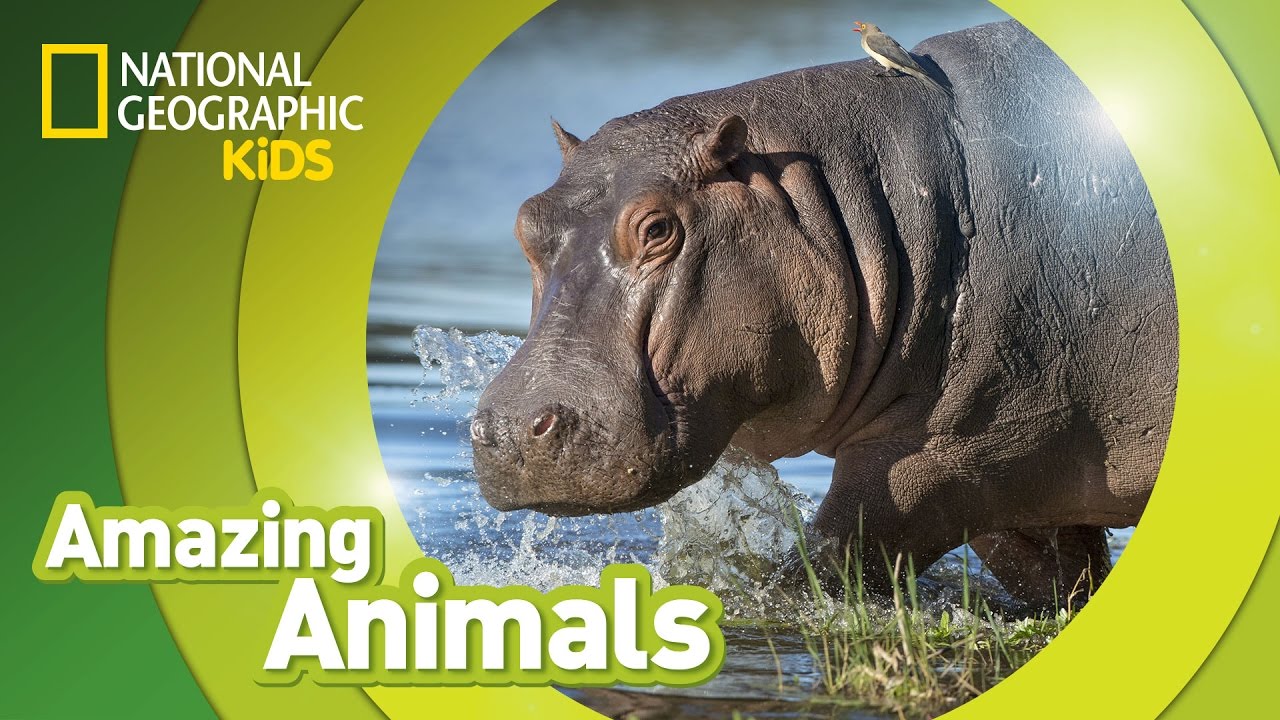 Hippo Amazing Animals Youtube