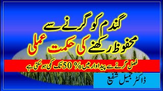 Avoiding Lodging in Wheat || Preventing wheat from falling || Dr. Jamil Shafi || Plant Clinics