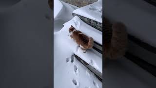 Kai seeing snow for the first time ❄️ ⛄️ #cats #snow