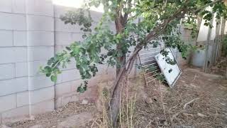 Growing Indian Green Jujube in Phoenix AZ