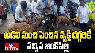 అడవి నుడి జనారణ్యంలోకి జింక పిల్ల | hmtv