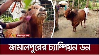 জামালপুরে হাট কাঁপাবে ১০ লাখ টাকার 'জামালপুরের ডন' | Jamalpur Don | Don Goru Jamalpur