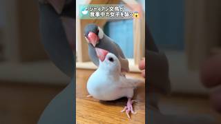 ジャイアン文鳥が大暴れ！女子に襲いかかる！ #文鳥 #birds #shorts