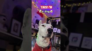 @officialcharlixcx #DreamTrackAI New dog anthem just dropped! #shorts #dogs #funny #dance #charlixcx