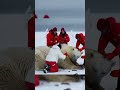 polar bear in trouble rescuers rush to help reindeer rescue polarbearrescue