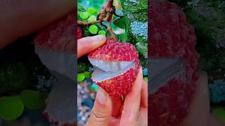 Enjoy these tasty fruits and delicious fruit harvesting 😋🍓🍎🥭🍊🍅 #shorts #nature #fruit #garden