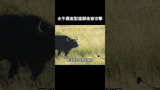 水牛霸氣懟雄獅後被攻擊 #動物 #野生動物 #動物解說