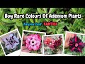 Buy Imported Rare Colour Of Adenium Plant Online || Thailand Imported Plants ||