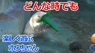 【シロクマの1分動画＃118】どんな環境でも楽しい時間💗シロクマのホウちゃん【天王寺動物園】