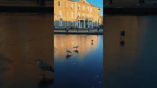 O grand canal em Dublin amanheceu congelado 🥶 #dublin #frozen #travel #birds #nature #duck #seagull