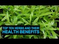 Top 10 Herbs And Their Health Benefits