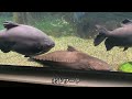 【第11弾】巨大魚だらけのアクアトトぎふがヤバすぎた！！！こういう水族館が一番面白い！【水族館解説】