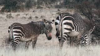 Mountain zebra in their habitat.