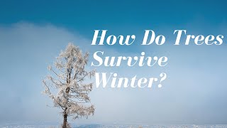 How Do Trees Survive Winter?