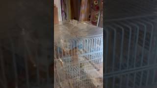 怒るぴーすけ。セキセイインコ