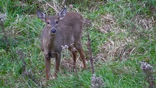 Double Doe Harvest