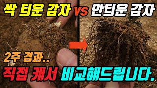 싹틔운 씨감자는 정말 다를까? 감자농사 저격! 농스트레이트!