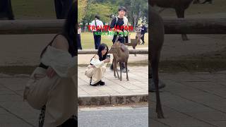 奈良の鹿と触れ合う | nara deer | Nara park | Travel japan | mini vlog japan #deerpark #japan