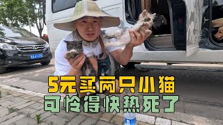 和表妹一起逛狗市，300元买只金毛，5块钱买了两只小猫，太可怜了 | 用青春去旅行